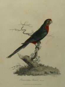 John White's birds